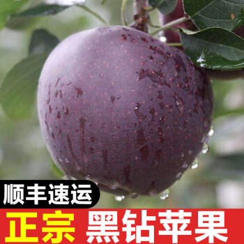 甘肃庆阳黑卡苹果版黑卡苹果与黑钻苹果的区别-第1张图片-太平洋在线下载